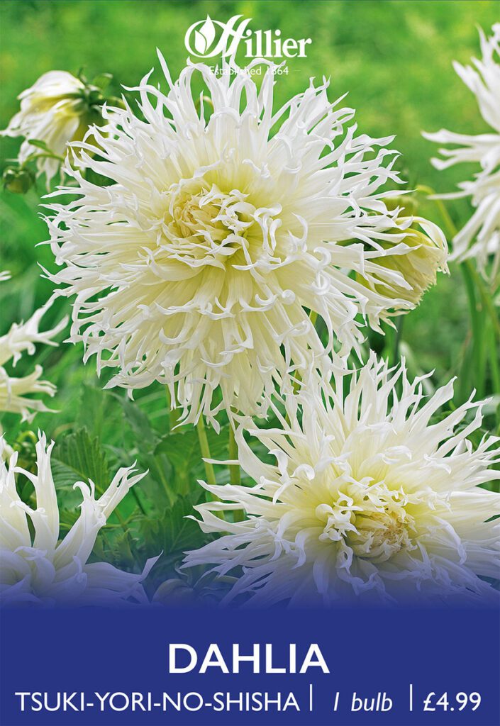 Dahlia Tsuki-Yori-No-Shisha Bulbs 8718641970348 2